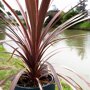 Koolpalm rood close-up